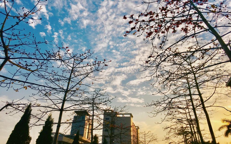 木棉花道路